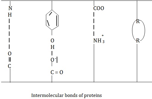 /intermolecular bonds of proteins